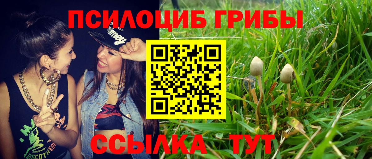 Псилоцибиновые грибы Cubensis Серов